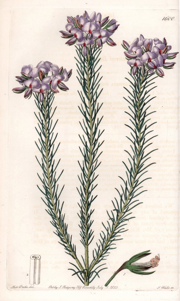 Variete of gompholobium (عائلة من النباتات البقولية) ، موطنها أستراليا - لوحة محفورة بواسطة S. Watts ، من رسم توضيحي لسارة Anne Drake (1803-1857) ، من السجل النباتي لسيدنهام إدواردز (1768-1819) ، إنجلترا بواسطة سيدنهام تيست إدواردز