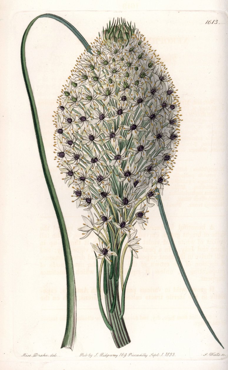 Variete of liliacee (Helonias asphodeloides) - نقش بواسطة S.Watts ، من رسم توضيحي لسارة آن دريك (1803-1857) ، من السجل النباتي لسيدنهام إدواردز (1768-1819) ، إنجلترا بواسطة سيدنهام تيست إدواردز