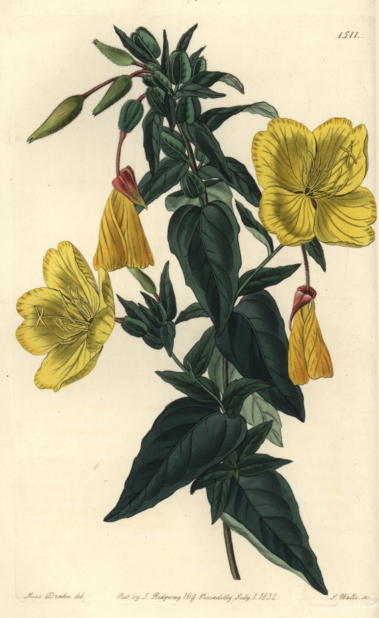 Variety of evening primrose or grass with donkeys - Evening primrose, Oenothera fruticosa subsp. glauca (Glaucous oenothera, Oenothera glauca). Handcoloured copperplate engraving by S. Watts after an illustration by Miss Sarah Drake from Sydenham Edwards