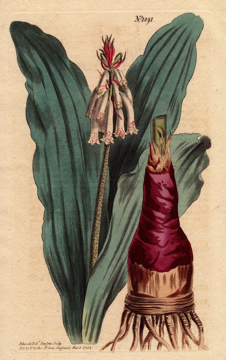 Veltheimia has glaucus leaf, a beautiful lily (lily) from the Cape of Good Esperance (South Africa). Glaucous leaved veltheimia, a beautiful lily from the Cape of Good Hope. Veltheimia glauca. Handcolored copperplate engraving from a botanical illustration بواسطة سيدنهام تيست إدواردز