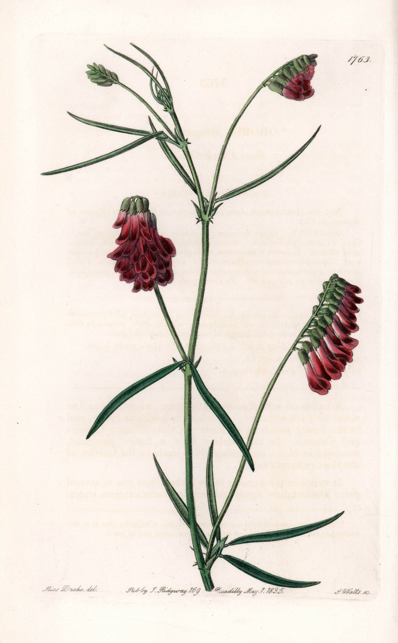 Vesces Variete - Plate engraved by S.Watts, from an illustration by Sarah Anne Drake (1803-1857), from the Botanical Register of Sydenham Edwards (1768-1819), England بواسطة سيدنهام تيست إدواردز