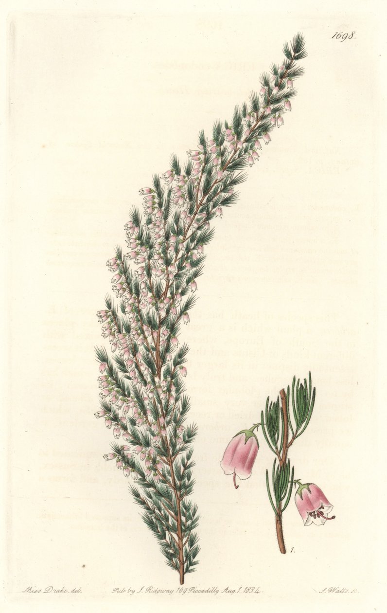 Epiary الحويصلي ، في الأصل من أوروبا - حصن الماء بواسطة S. Watts من رسم توضيحي لسارة آن دريك (1803-1857) ، من السجل النباتي بواسطة سيدنهام تيست إدواردز