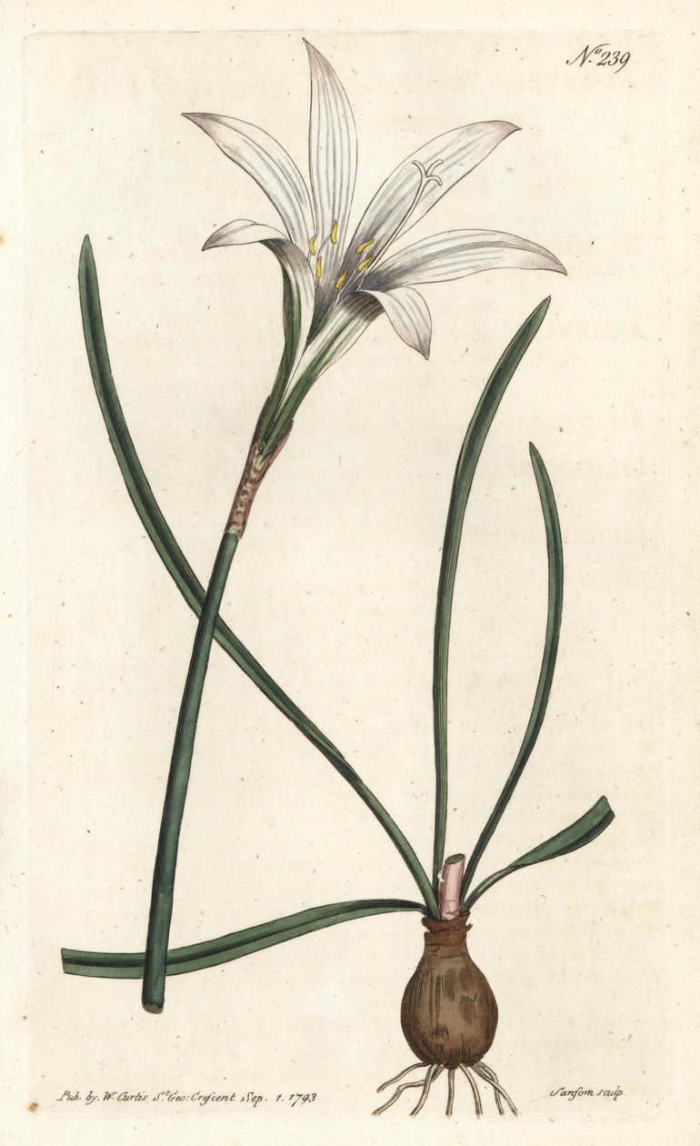 Virginia Amaryllis - Atamasco lily, Zephyranthes atamasco (Amaryllis atamasco) - Handcoloured copperplate engraving by Sansom after an illustration by Sydenham Edwards rom William Curtis