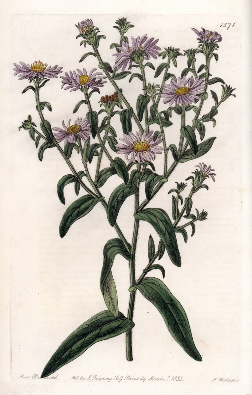Virginia Aster or Harvester - Plate engraved by S.Watts, from an illustration by Sarah Anne Drake (1803-1857), from the Botanical Register of Sydenham Edwards (1768-1819), England بواسطة سيدنهام تيست إدواردز