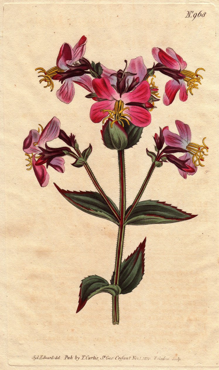 Virginia rhexia, with purple and pink flowers Virginian rhexia, with colorful pink and mauve flowers. Rhexia virginica. Handcolored copperplate engraving from a botanical illustration by Sydenham Edwards from William Curtis