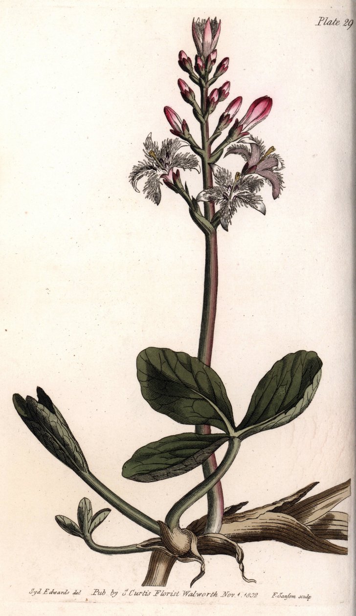 Water trefle or menyanthe water trefle. Coloured copper engraving, illustration by Sydenham Edwards (1768-1819) for Conferences of Botanical, Botanical Garden of Lambeth (England) بواسطة سيدنهام تيست إدواردز