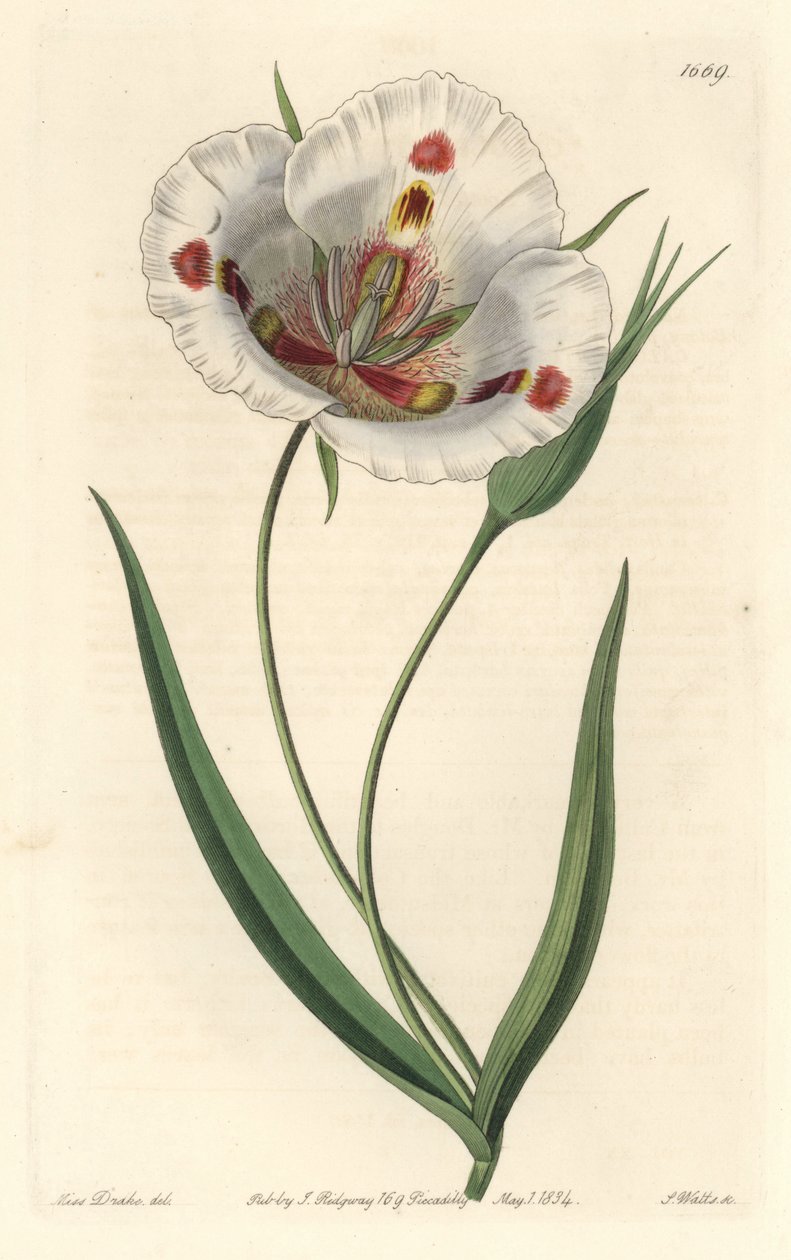 calochorte الأبيض المزهر (ماريبوسا) ، موطنه كاليفورنيا - calochortus المرقط أو زنبق الفراشة mariposa ، Calochortus venustus ، موطنه الأصلي كاليفورنيا - نقش على لوح نحاسي ملون يدويًا بواسطة S. Watts بعد رسم توضيحي من Miss Drake ، من Sydenham Edwa بواسطة سيدنهام تيست إدواردز