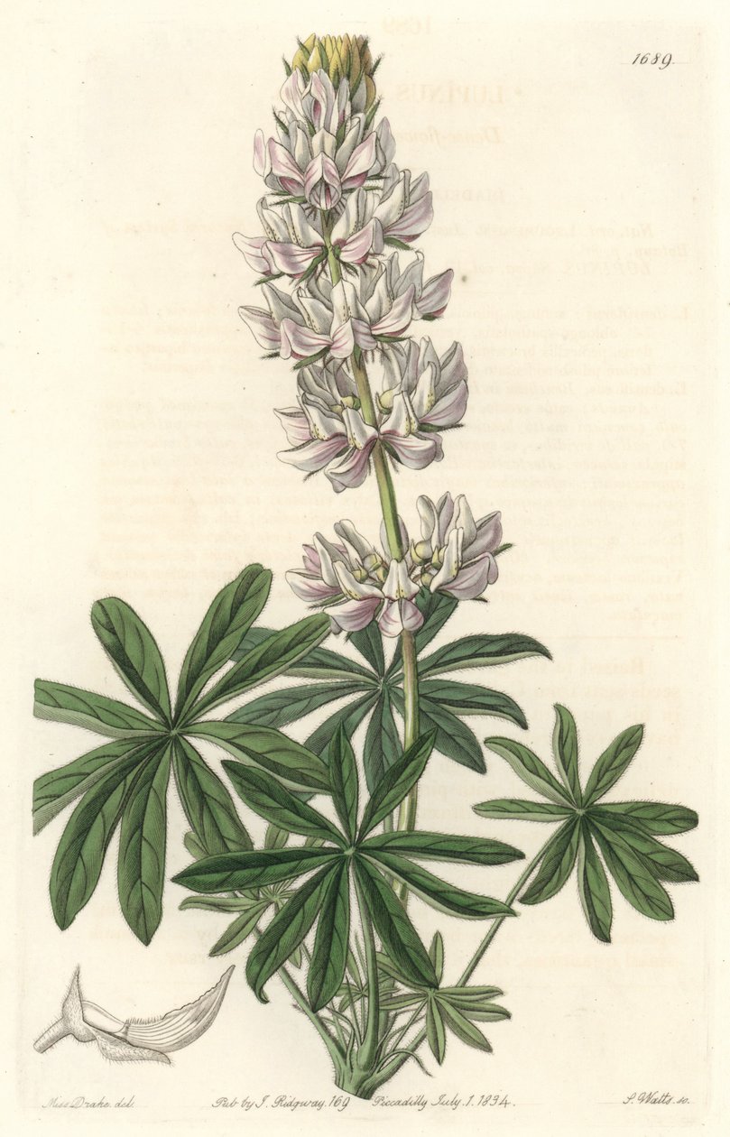 White-flowered lupin (Lupinus microcarpus), native to California - S. Watts strong water from an illustration by Sarah Anne Drake (1803-1857), from the Botanical Register بواسطة سيدنهام تيست إدواردز