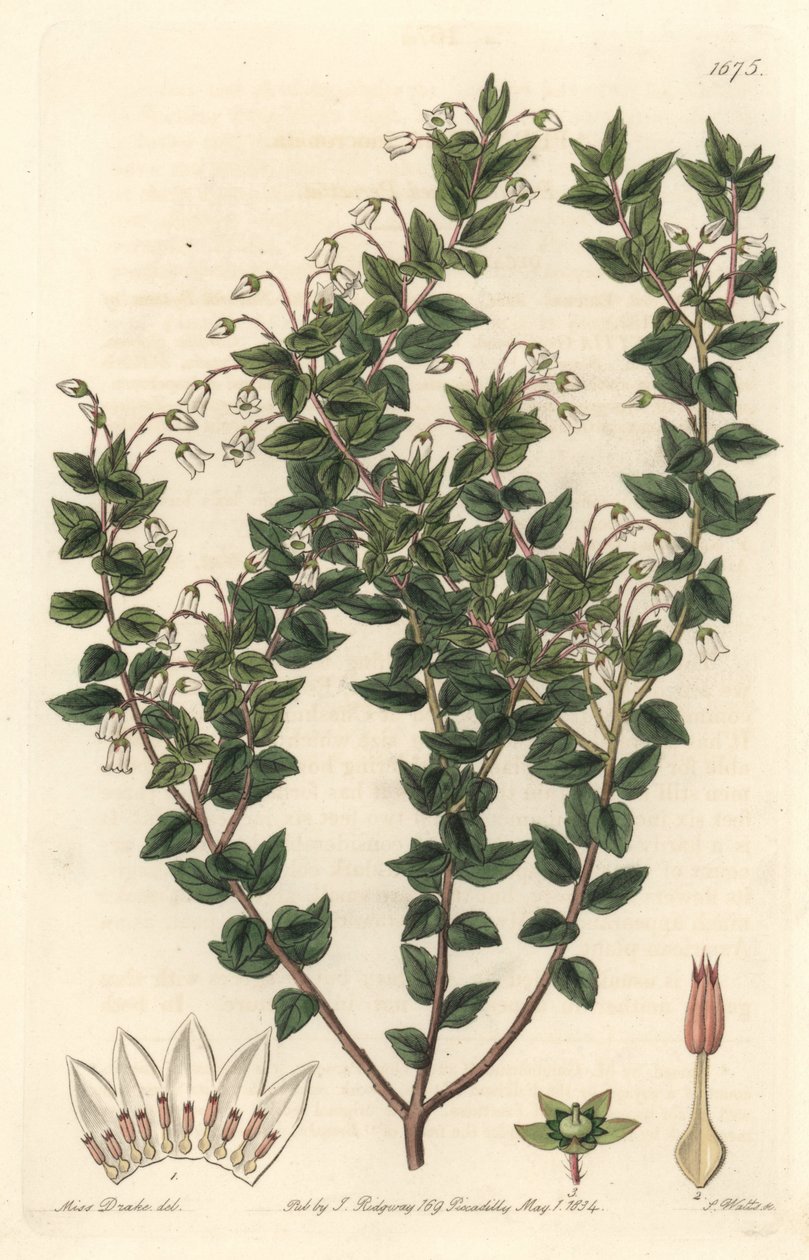 mucronee المزهرة البيضاء أو pernettya gaultherie - S. Watts ماء قوي من رسم توضيحي لسارة آن دريك (1803-1857) ، من السجل النباتي بواسطة سيدنهام تيست إدواردز