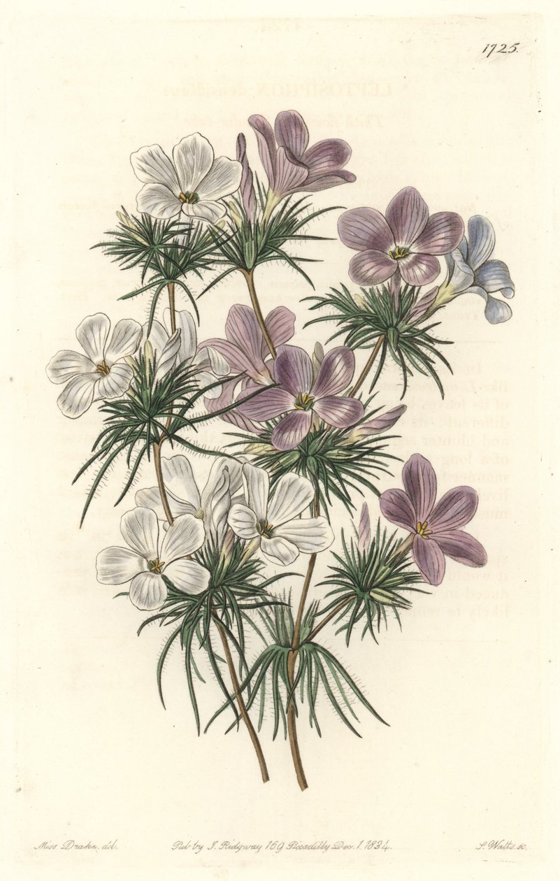 Leptosiphon الأبيض والأرجواني - ماء قوي بواسطة S. Watts من رسم توضيحي لسارة آن دريك (1803-1857) ، من السجل النباتي بواسطة سيدنهام تيست إدواردز