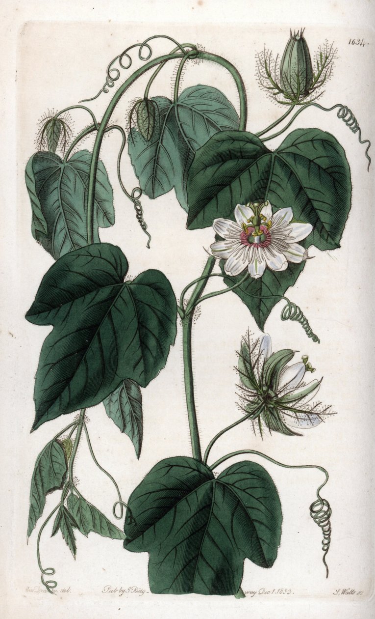 زهرة العاطفة البيضاء - لوحة محفورة بواسطة S.Watts ، من رسم توضيحي لسارة آن دريك (1803-1857) ، من السجل النباتي لسيدنهام إدواردز (1768-1819) ، إنجلترا بواسطة سيدنهام تيست إدواردز