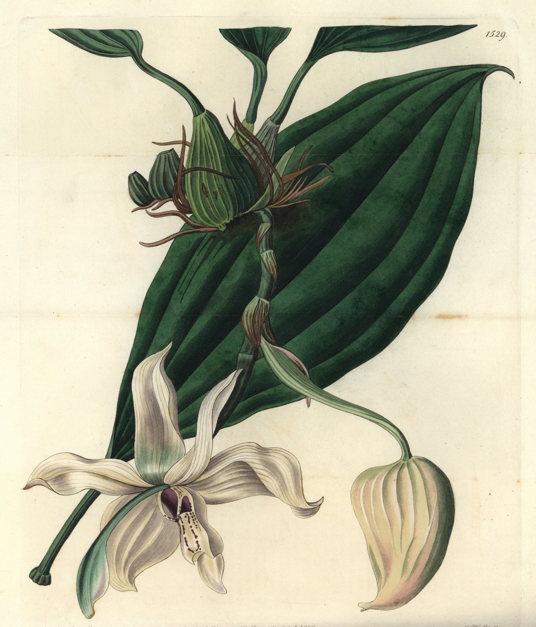 White orchid variete - Stanhopea grandiflora orchid (Ivory-lipped stanhopea, Stanhopea eburnea). Copperplate engraving by S. Watts after an illustration by Miss Jane Edwards from Sydenham Edwards