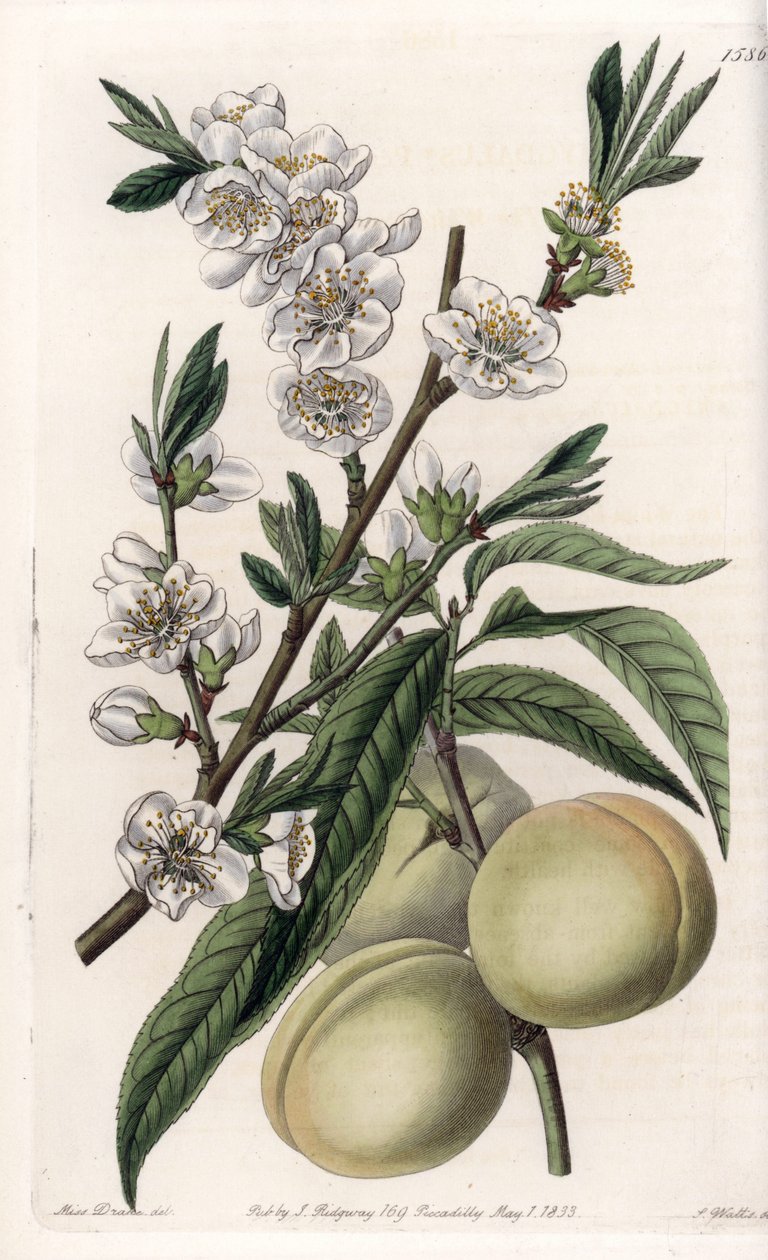 White pecher - Plate engraved by S.Watts, from an illustration by Sarah Anne Drake (1803-1857), from the Botanical Register of Sydenham Edwards (1768-1819), England بواسطة سيدنهام تيست إدواردز