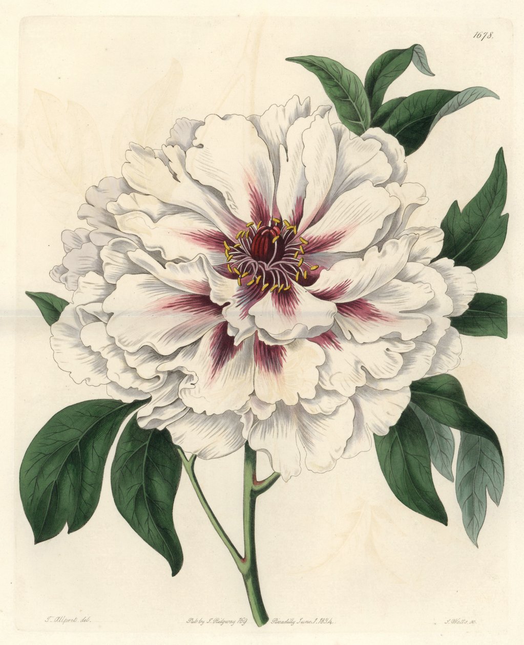 White shrub peony - Strong water by S. Watts from an illustration by Thomas Allport (1804-1879), from the Botanical Register بواسطة سيدنهام تيست إدواردز