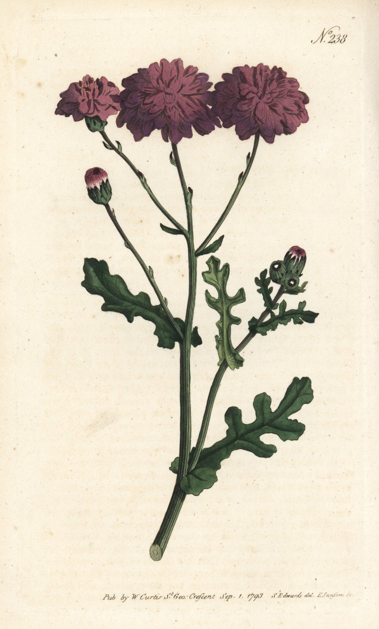 Wild cineraire - Purple groundsel or ragwort, Senecio elegans. Handcoloured copperplate engraving by Sansom after an illustration by Sydenham Edwards rom William Curtis