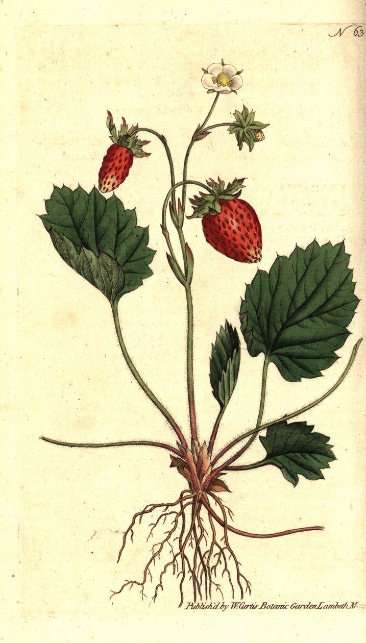 الفراولة البرية ، Fragaria vesca (الفراولة ذات الأوراق الواحدة أو الفراولة من فرساي ، Fragaria monophylla). نقش على صفيحة نحاسية ملونة يدويًا بعد رسم توضيحي نباتي من مجلة ويليام كيرتس النباتية ، لامبث مارش ، لندن بواسطة سيدنهام تيست إدواردز