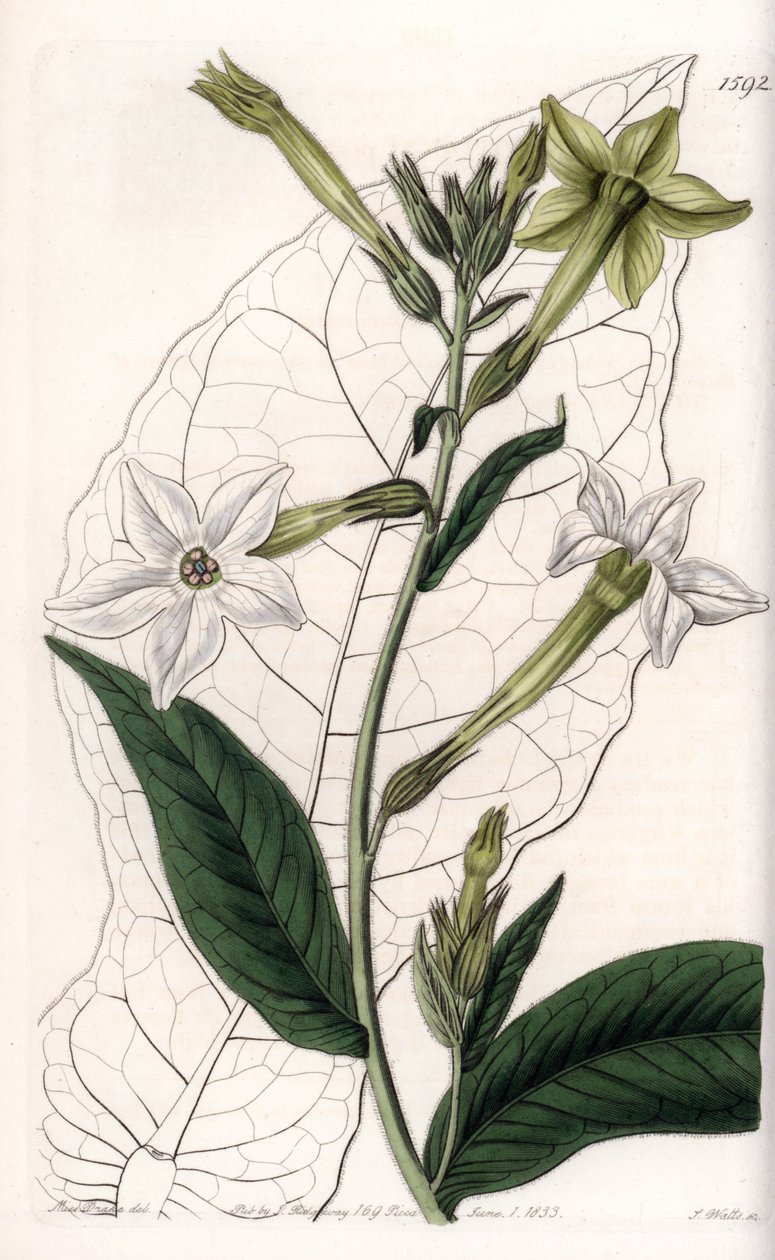 تبغ الجناح أو تبغ الزينة - لوحة محفورة بواسطة S. Watts ، من رسم إيضاحي لسارة آن دريك (1803-1857) ، من السجل النباتي لسيدنهام إدواردز (1768-1819) ، إنجلترا بواسطة سيدنهام تيست إدواردز
