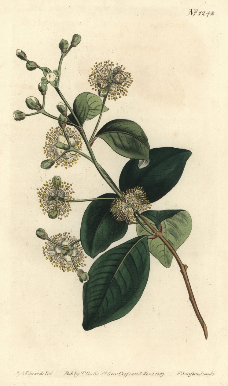 بيليه الخشب - Twinberry ، Myrcianthes fragrans (يوجينيا حلوة الرائحة ، Eugenia fragrans). نقش على لوح نحاسي ملون يدويًا بواسطة F. Sansom Jr. بعد رسم توضيحي لسيدنهام إدواردز من مجلة William Curtis النباتية ، T. Curtis ، لندن بواسطة سيدنهام تيست إدواردز