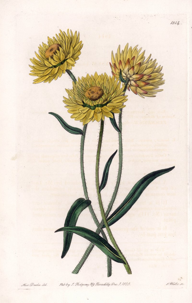 Xerochrysum variete, endemic in Australia - Engraved by S.Watts, from an illustration by Sarah Anne Drake (1803-1857), from the Botanical Register of Sydenham Edwards (1768-1819), England بواسطة سيدنهام تيست إدواردز