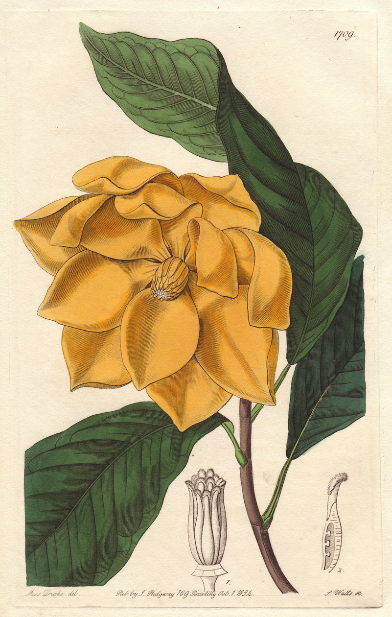 Yellow-flowered Magnolia, native to Java (Indonesia) - Strong water by S. Watts from an illustration by Sarah Anne Drake (1803-1857), from the Botanical Register بواسطة سيدنهام تيست إدواردز