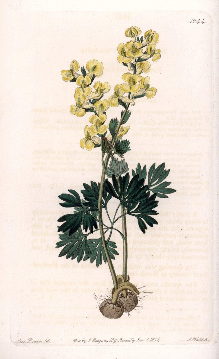 Yellow-flowered corydale variete - Engraved by S.Watts, from an illustration by Sarah Anne Drake (1803-1857), from the Botanical Register of Sydenham Edwards (1768-1819), England بواسطة سيدنهام تيست إدواردز