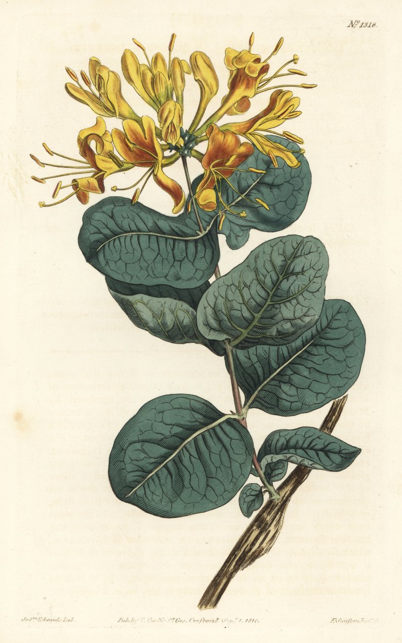 Yellow-flowered woodbine, Lonicera flava. Handcoloured copperplate engraving by F. Sansom Jr. after an illustration by Sydenham Edwards from William Curtis