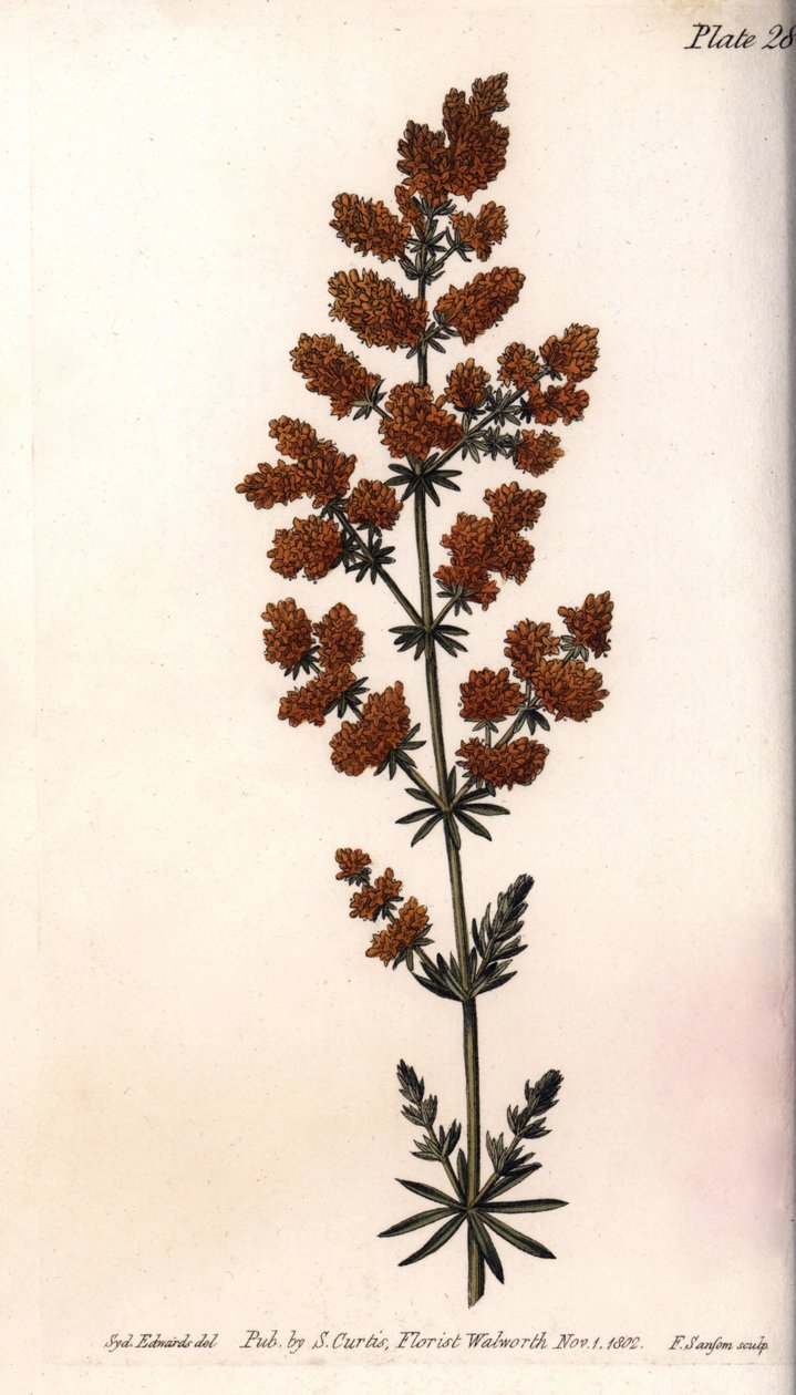 Yellow gaillet or yellow milk quail. Coloured copper engraving, illustration by Sydenham Edwards (1768-1819) for Conferences of Botanical, Botanical Garden of Lambeth (England) بواسطة سيدنهام تيست إدواردز
