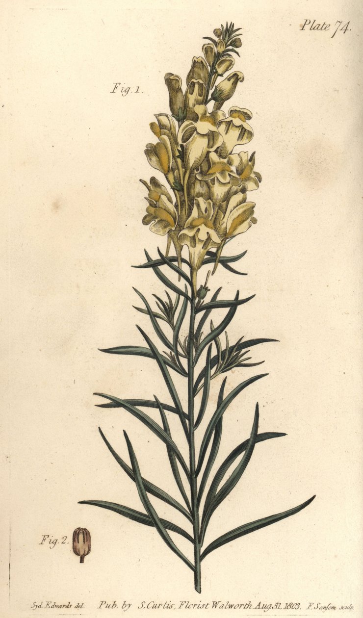 Yellow toad flax or snapdragon, Antirrhinum majus, Angiospermia. Handcoloured copperplate engraving by F. Sansom of a botanical illustration by Sydenham Edwards for William Curtis