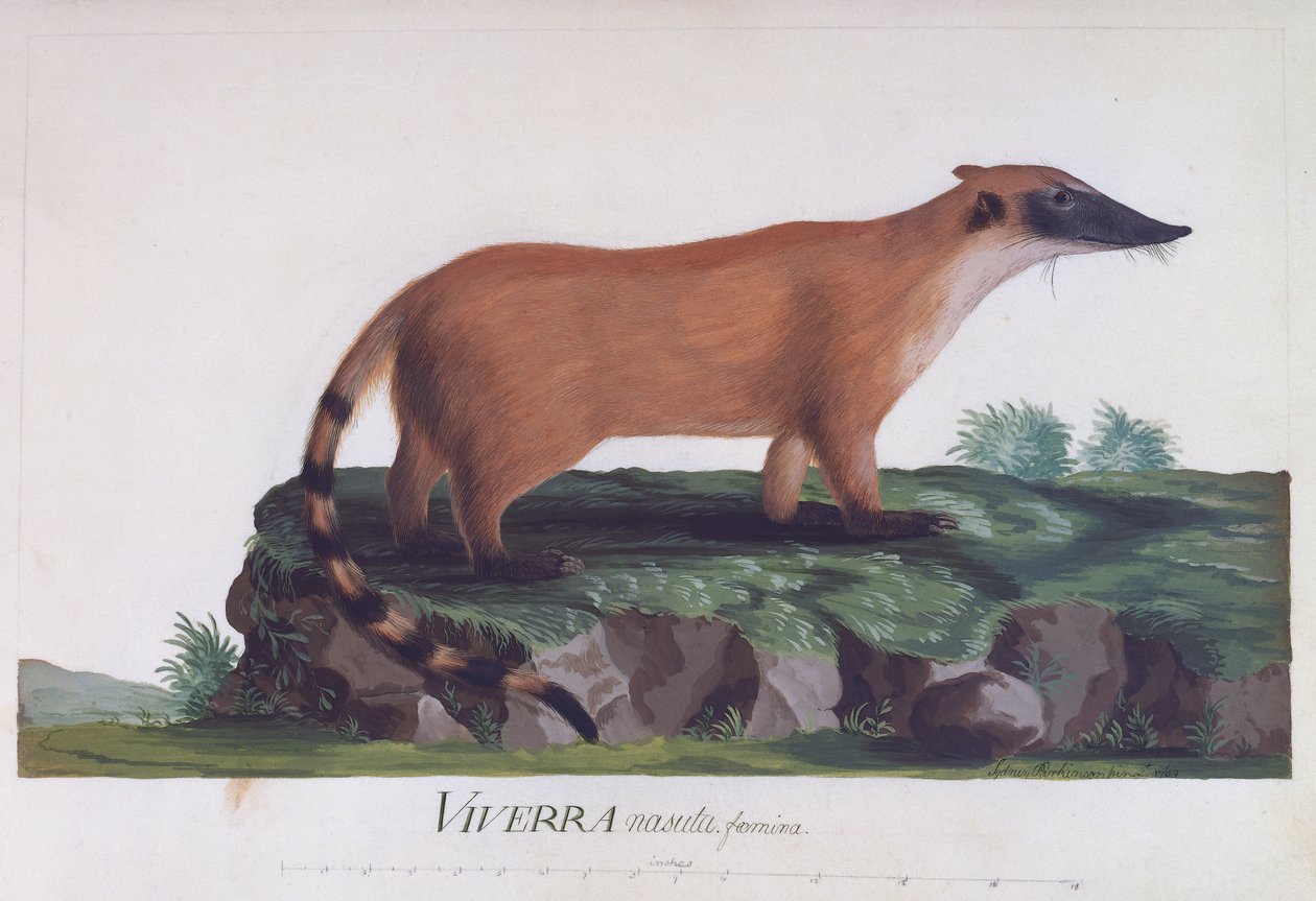 Female of Viverra nasuta, coloured engraving by Sidney Parkinson (ca 1745-1771) بواسطة سيدني باركنسون