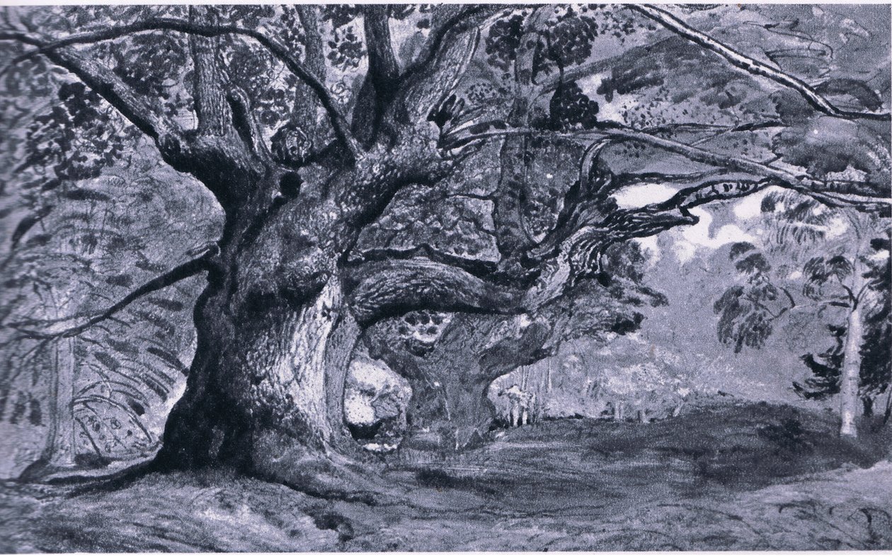 The Panshanger Oak ، Hertfordshire ، الطبيعة في بريطانيا تم نشره بواسطة Collins ، 1946 بواسطة T. Medland