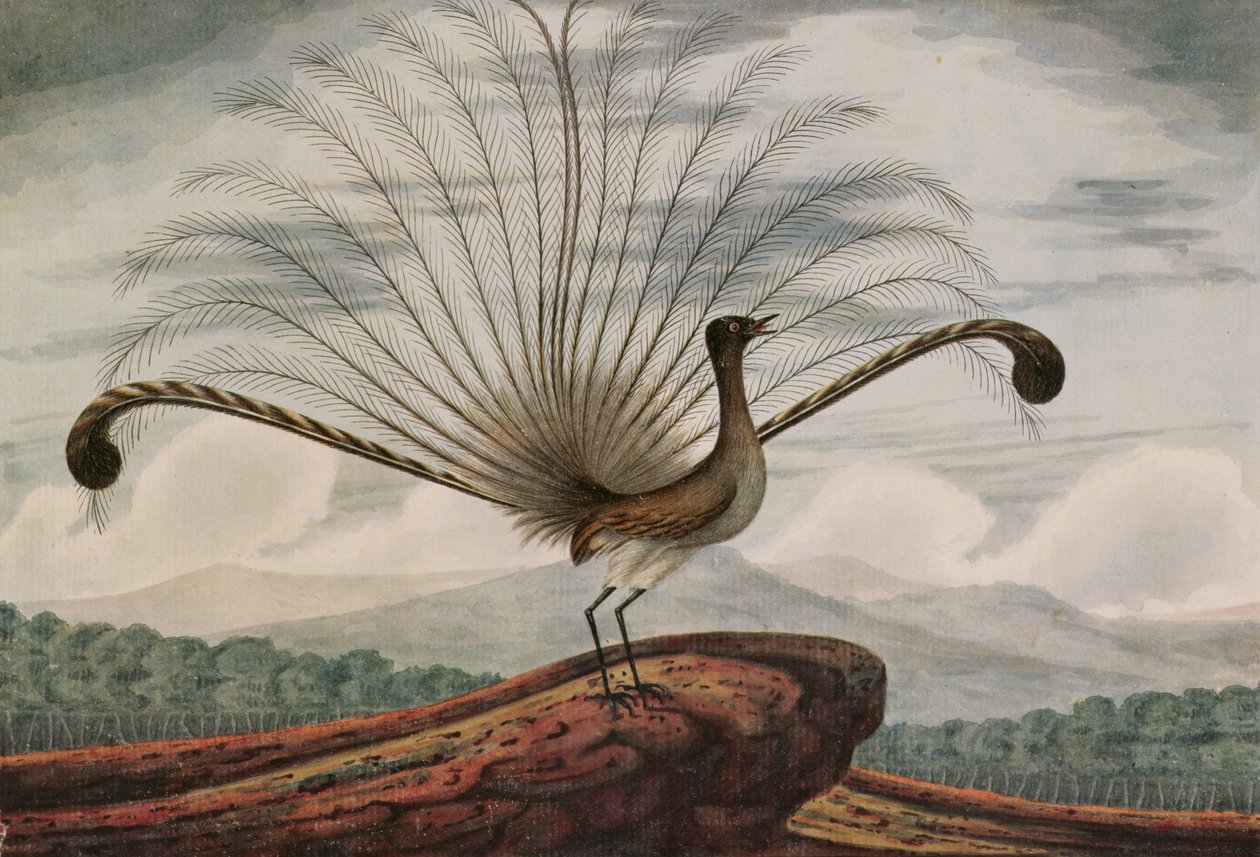 Lyrebird: مامورا سوبربا ، 1813 بواسطة TR براون