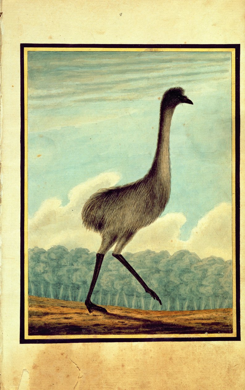 الإيمو (هكذا) ، 1813 بواسطة TR براون