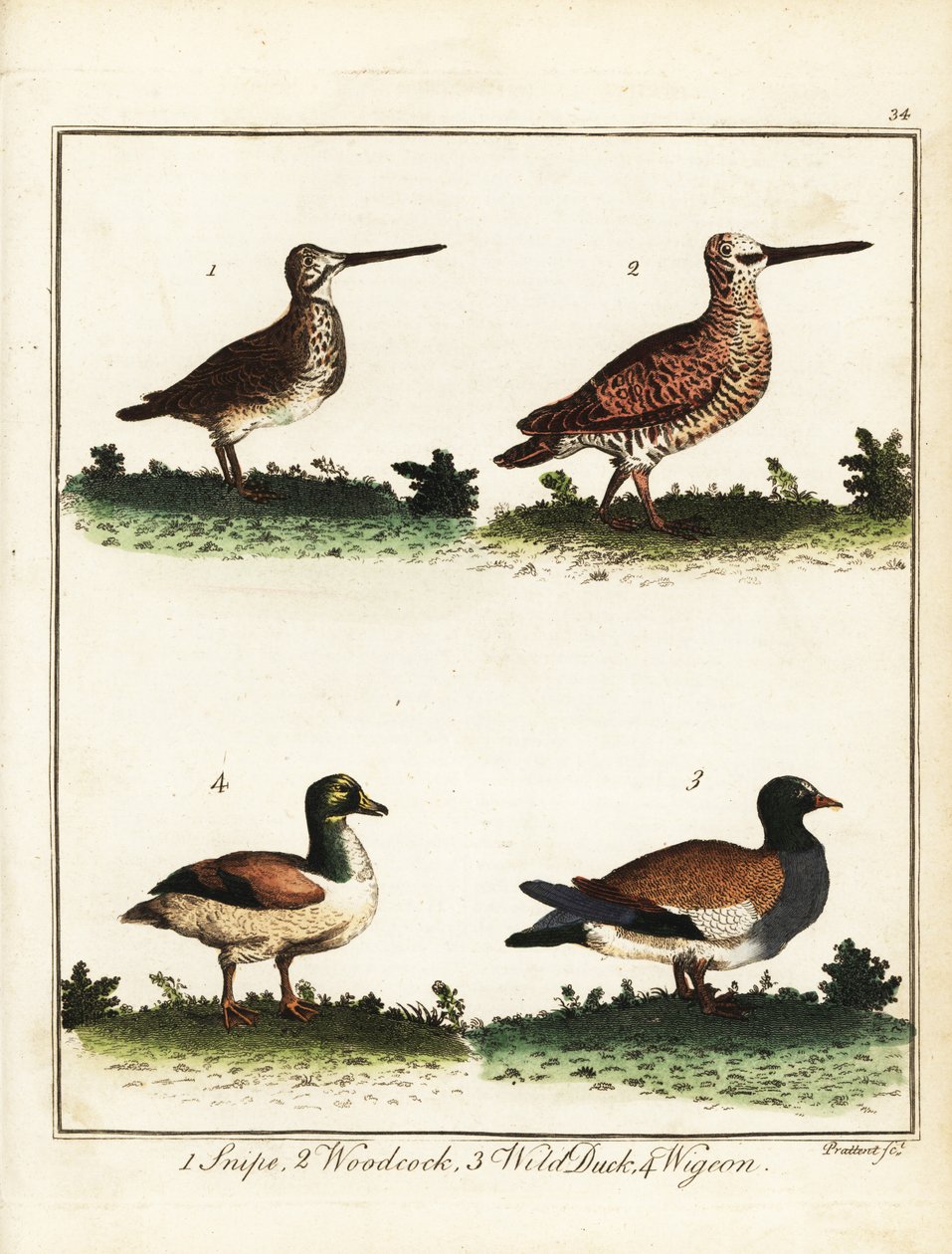 طيور اللعبة: قنص ، ودكوك ، وبطة برية ، ودجاج. 1792 (نقش) بواسطة T. Prattent