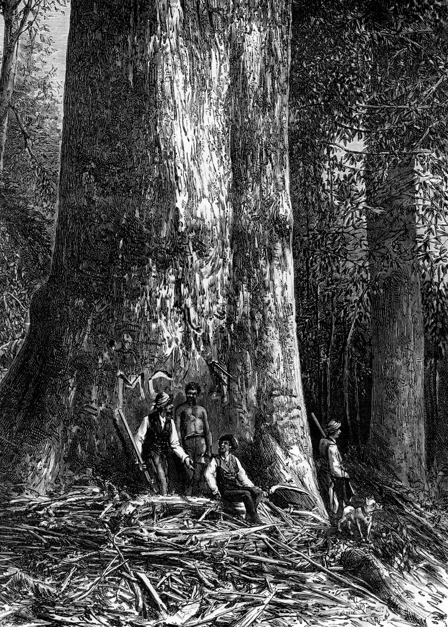 الأوكالبتوس العملاق ، أستراليا ، 1886 بواسطة تايلور