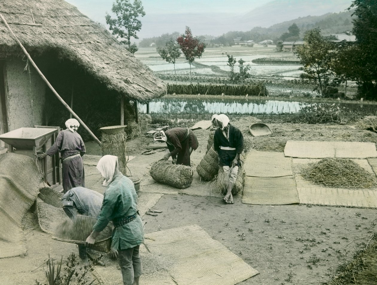 فلاحون يفلحون الأرز على حافة حقول الأرز في اليابان، حوالي 1900 - 1915 (صورة فوتوغرافية) بواسطة 