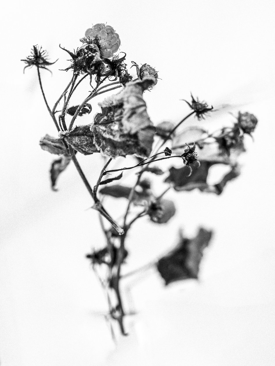 وسط الزهور 10 ، 2021 (b / w photo) بواسطة تيس ألبرز