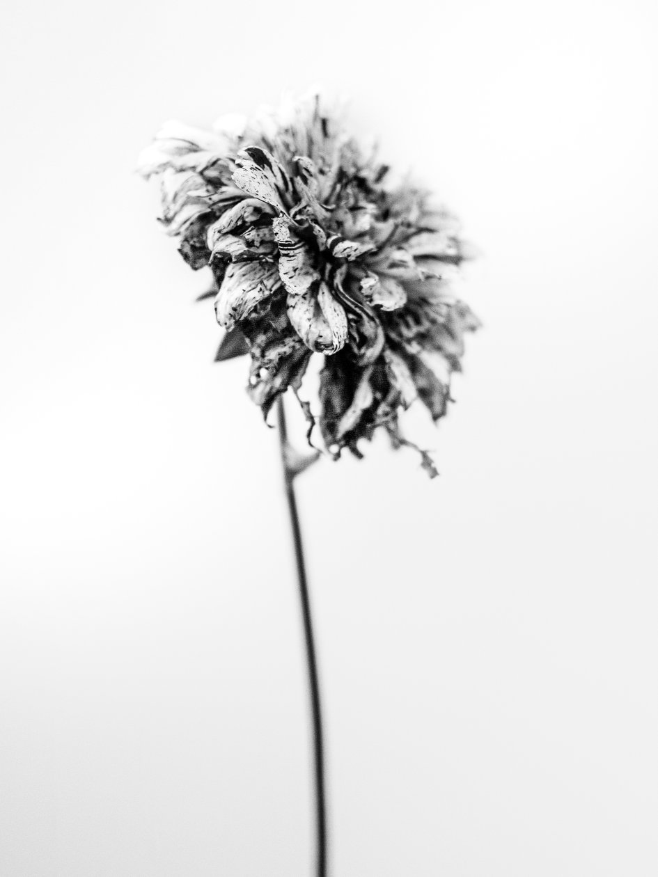 وسط الزهور 17 ، 2021 (b / w photo) بواسطة تيس ألبرز