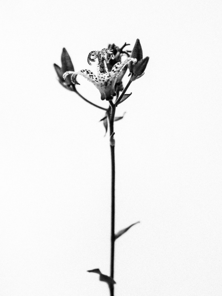 وسط الزهور 19 ، 2021 (b / w photo) بواسطة تيس ألبرز