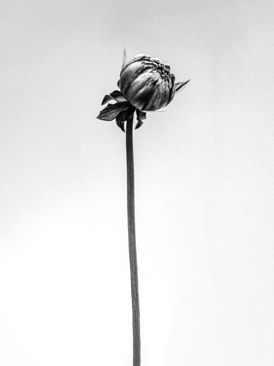 وسط الزهور 20 ، 2021 (b / w photo) بواسطة تيس ألبرز