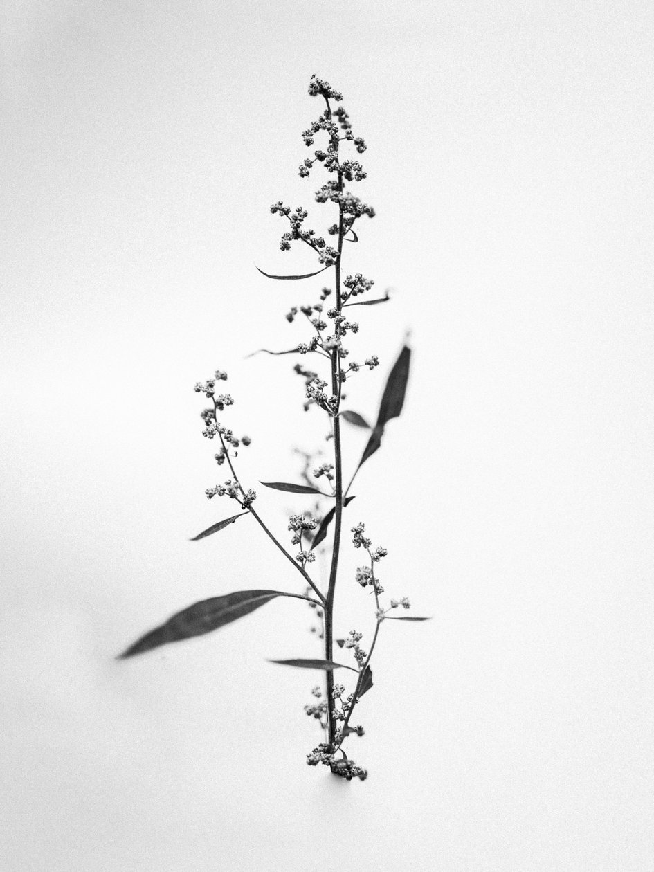 وسط الزهور 24 ، 2021 (b / w photo) بواسطة تيس ألبرز