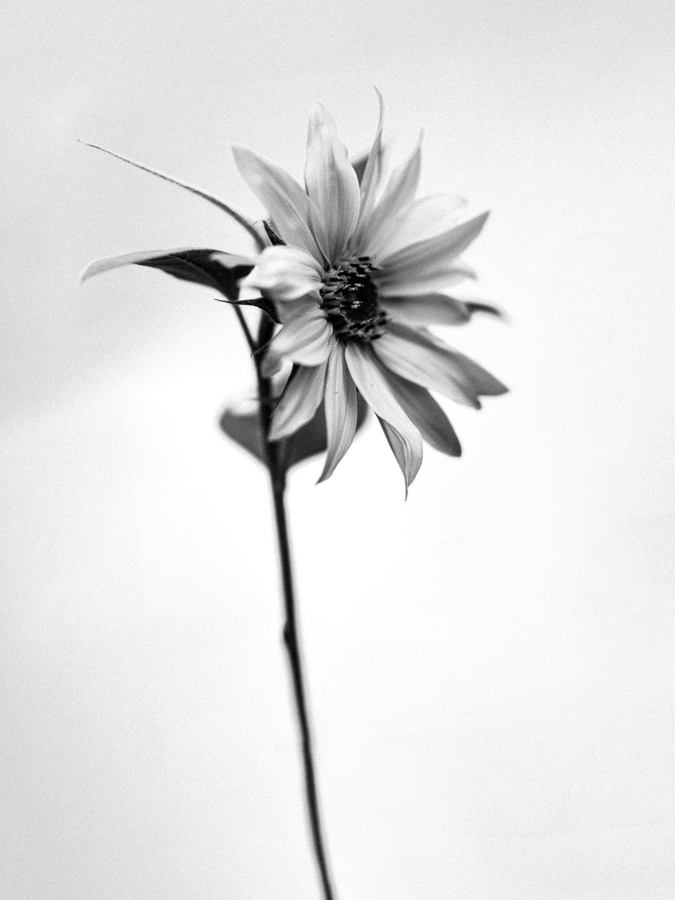 وسط الزهور 25 ، 2021 (b / w photo) بواسطة تيس ألبرز