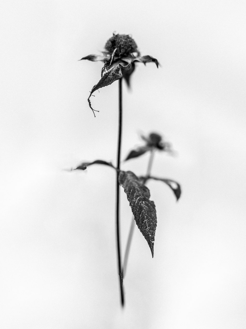 وسط الزهور 28 ، 2021 (b / w photo) بواسطة تيس ألبرز