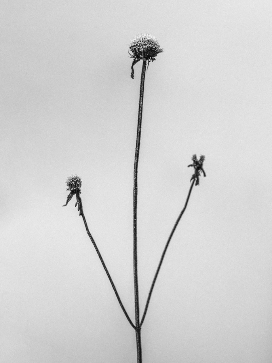 وسط الزهور 2 ، 2021 (b / w photo) بواسطة تيس ألبرز