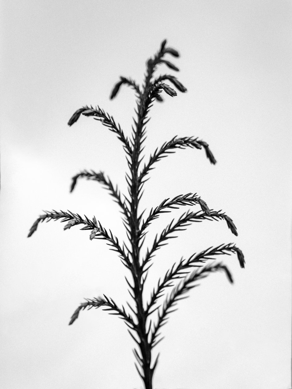 وسط الزهور 31 ، 2021 (b / w photo) بواسطة تيس ألبرز