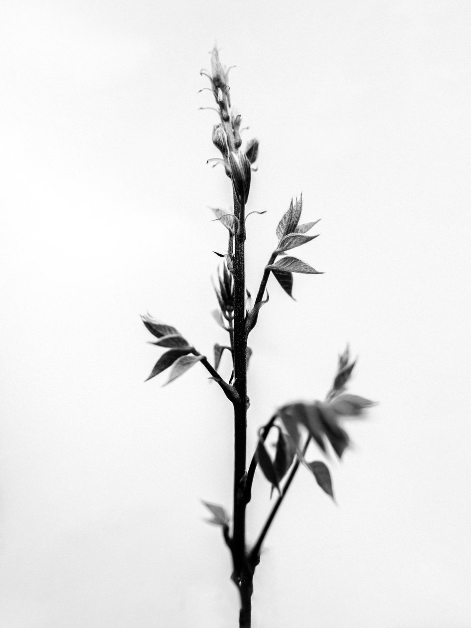 وسط الزهور 32 ، 2021 (b / w photo) بواسطة تيس ألبرز