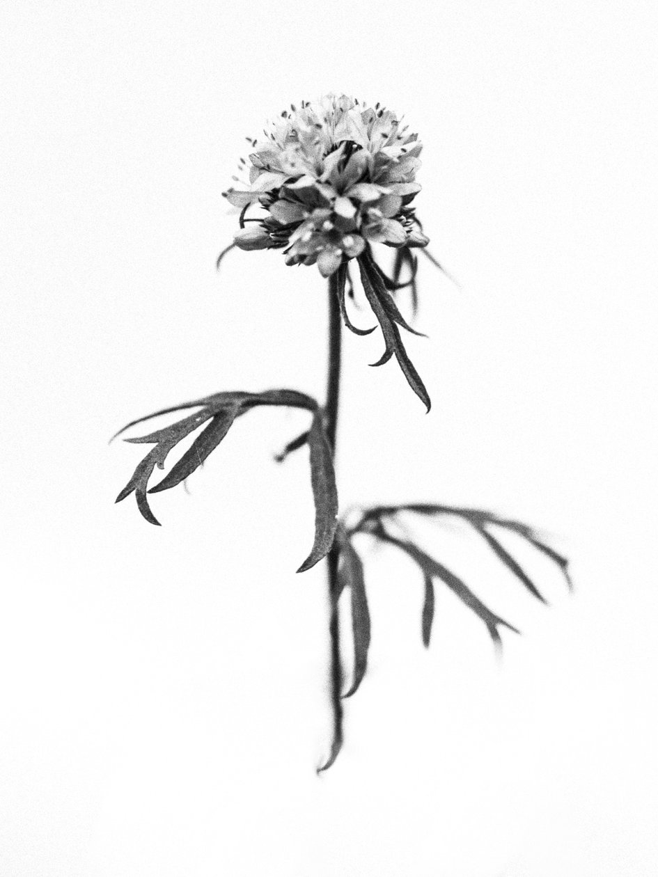 وسط الزهور 36 ، 2021 (b / w photo) بواسطة تيس ألبرز