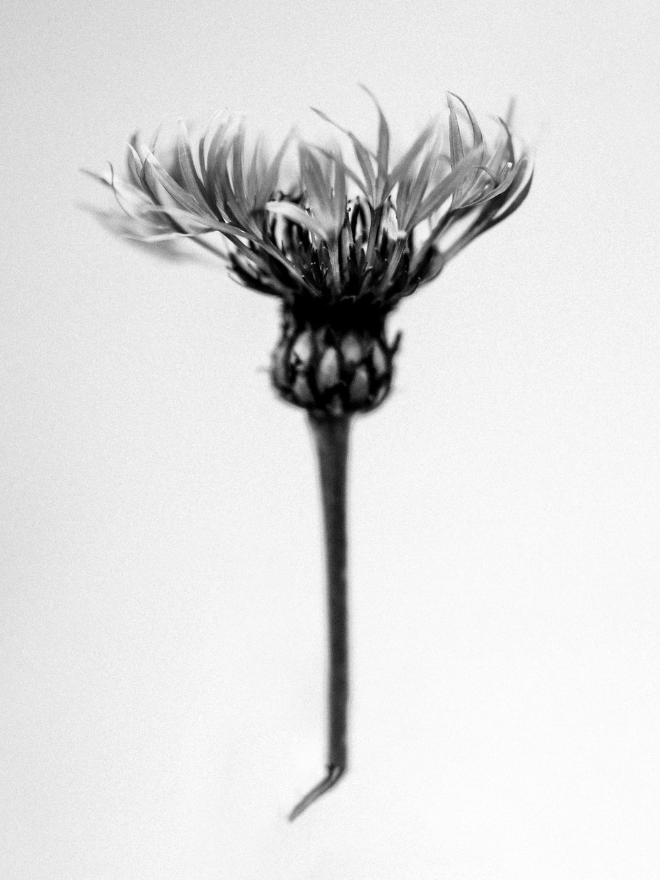 وسط الزهور 37 ، 2021 (b / w photo) بواسطة تيس ألبرز