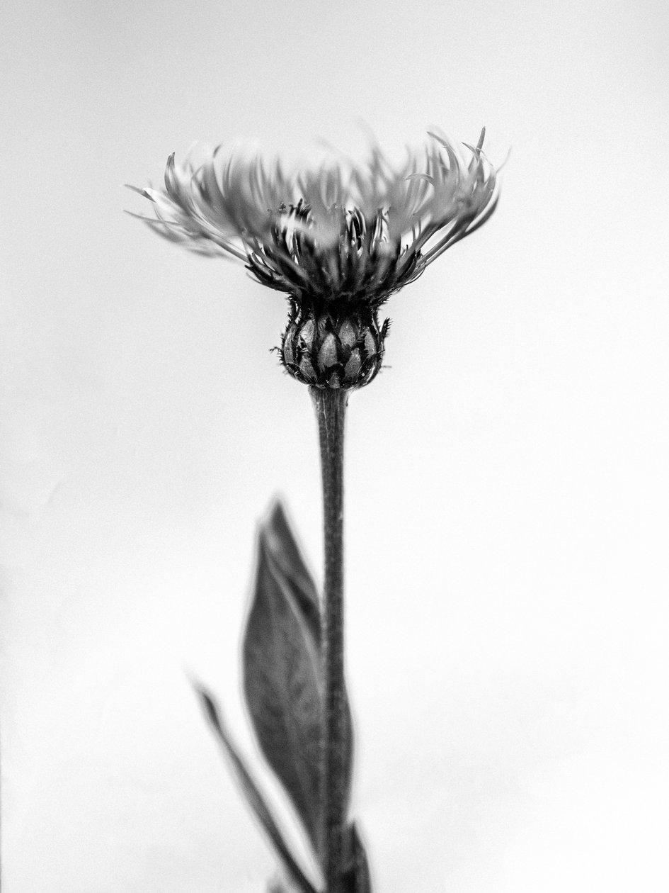 وسط الزهور 38 ، 2021 (b / w photo) بواسطة تيس ألبرز