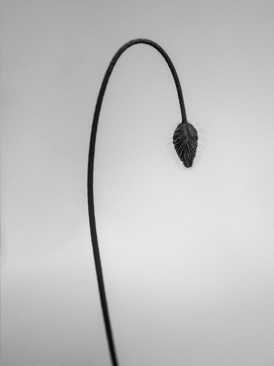 وسط الزهور 39 ، 2021 (b / w photo) بواسطة تيس ألبرز