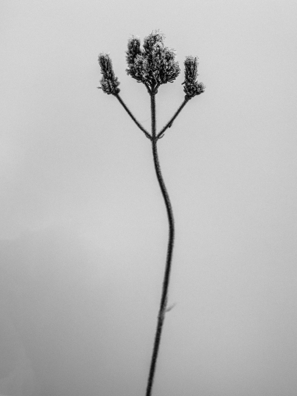 وسط الزهور 3 ، 2021 (b / w photo) بواسطة تيس ألبرز